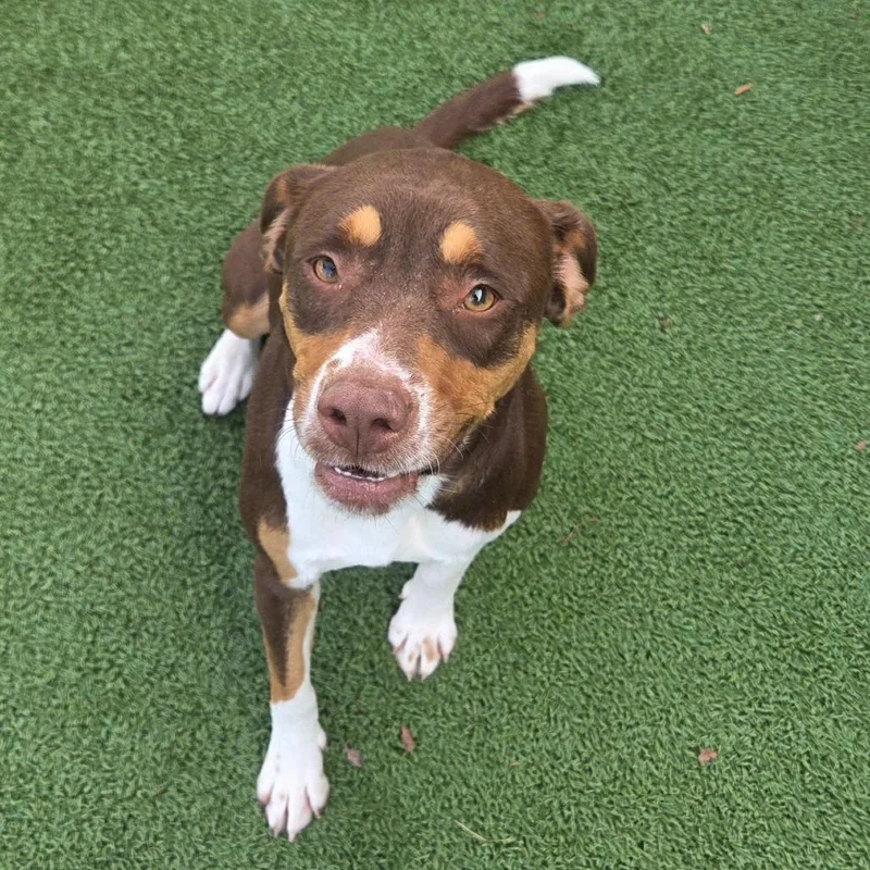 Magnolia thumbnail 4