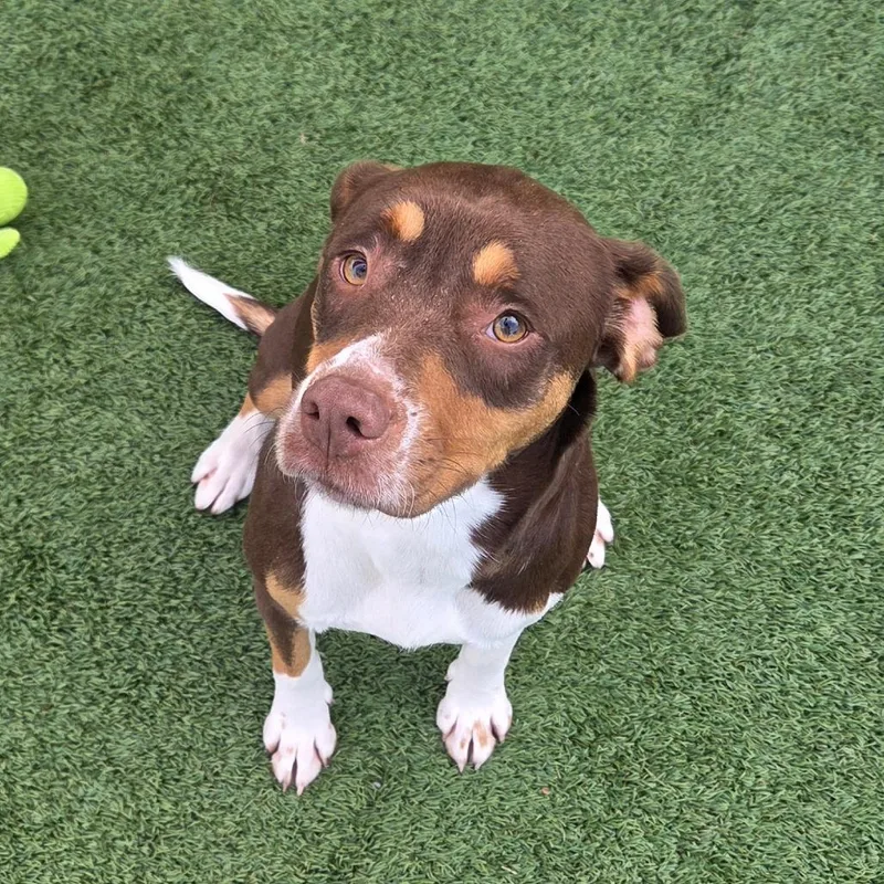 Magnolia thumbnail 5