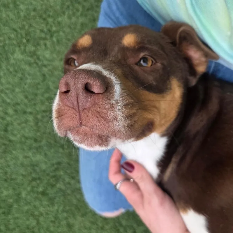 Magnolia thumbnail 6