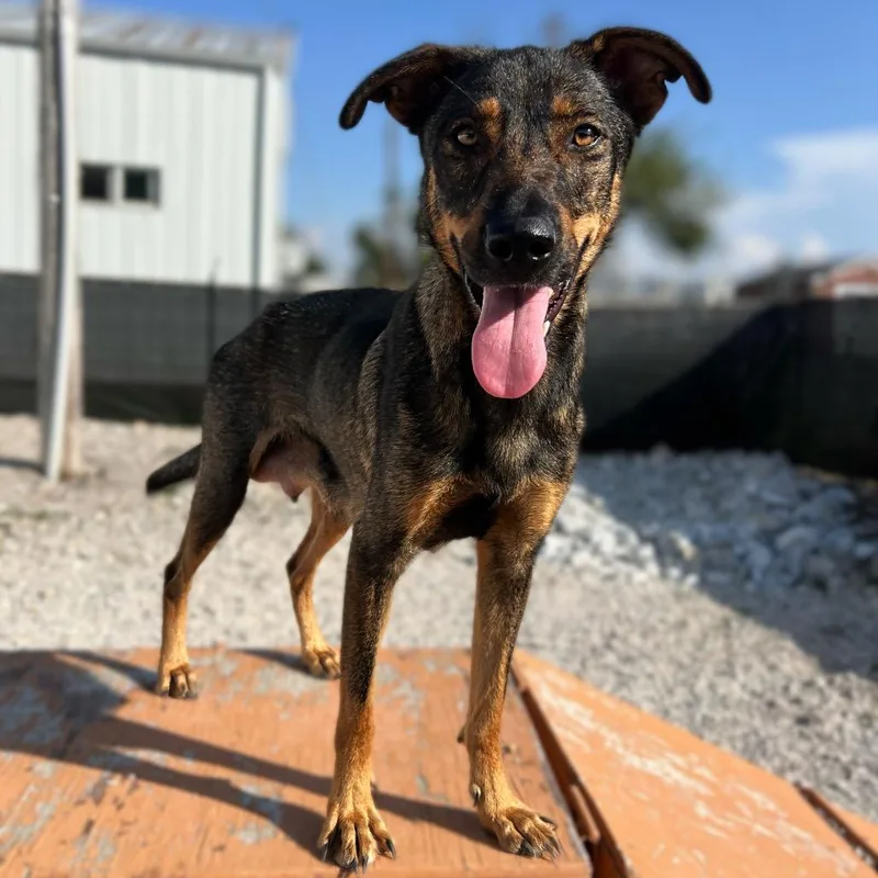 An adult medium-sized female Black German Shepherd Dog dog named Bonniemom for adoption in St. Peters, MO
