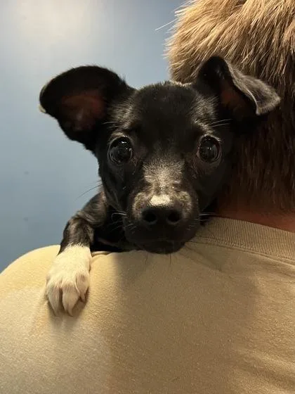 A baby small-sized female Chihuahua dog named Trixie for adoption in Seneca, SC