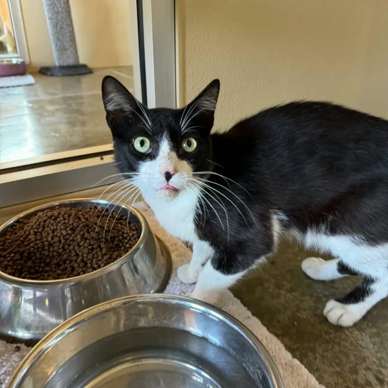 An adult small-sized male Black Domestic Short Hair cat named Sylvester for adoption in Fredericksburg, TX
