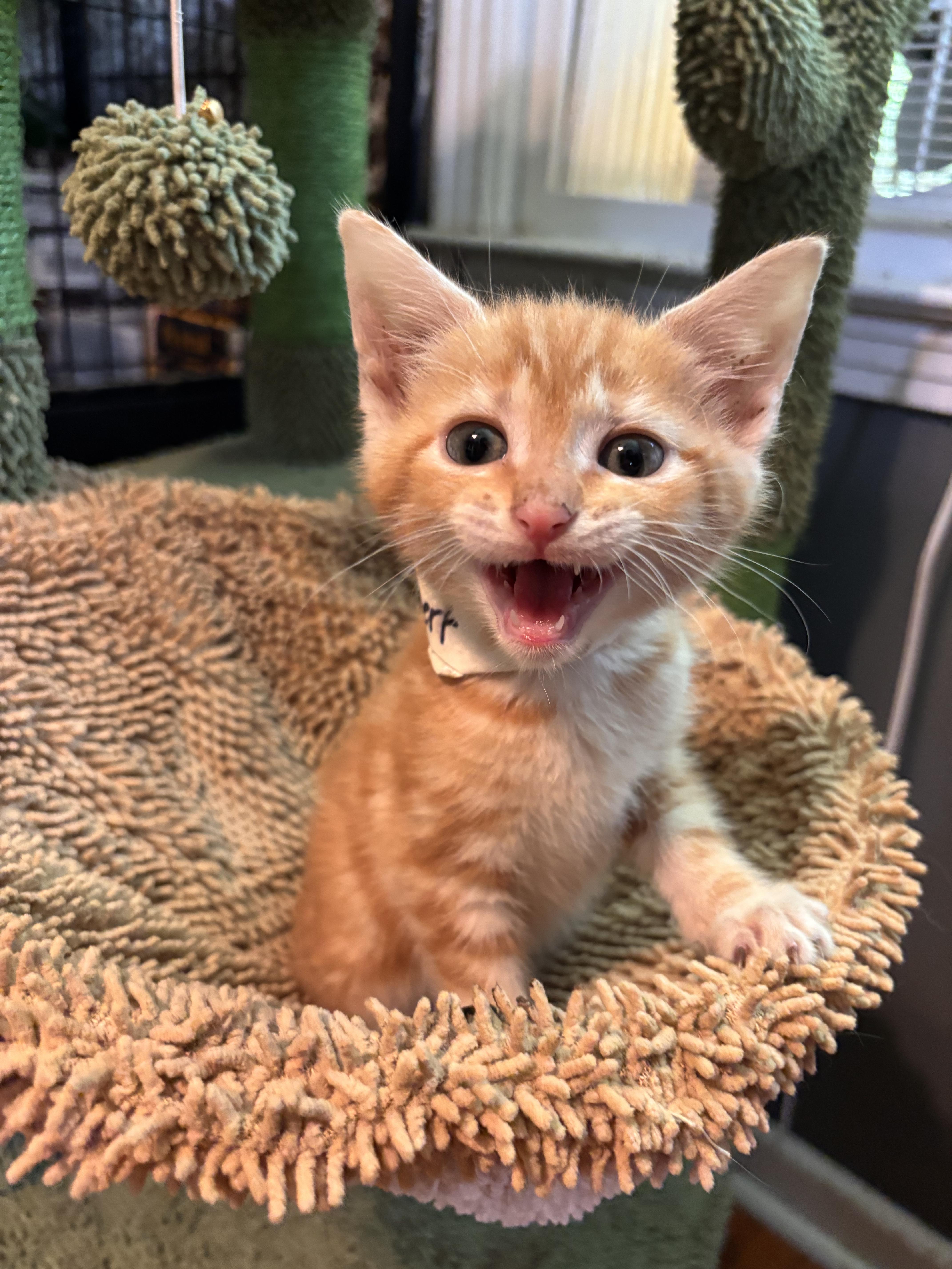 A baby medium-sized male Domestic Short Hair cat named Robert for adoption in Woodlawn, TN