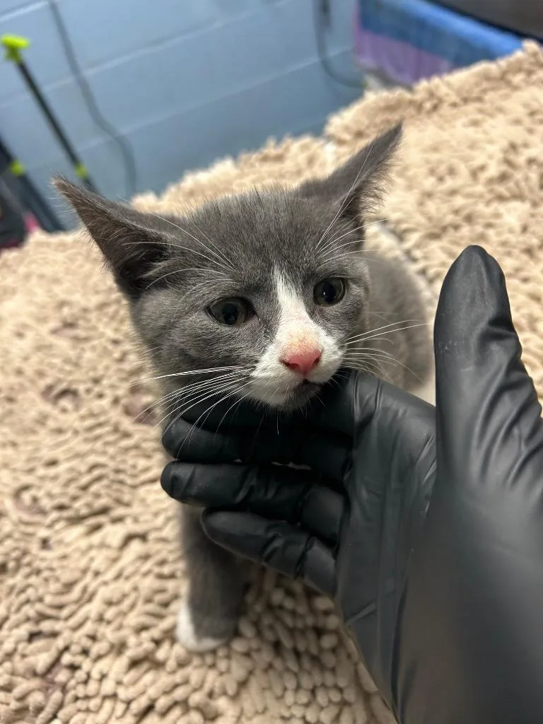 A baby small-sized female Domestic Short Hair cat named Samantha for adoption in Detroit, MI