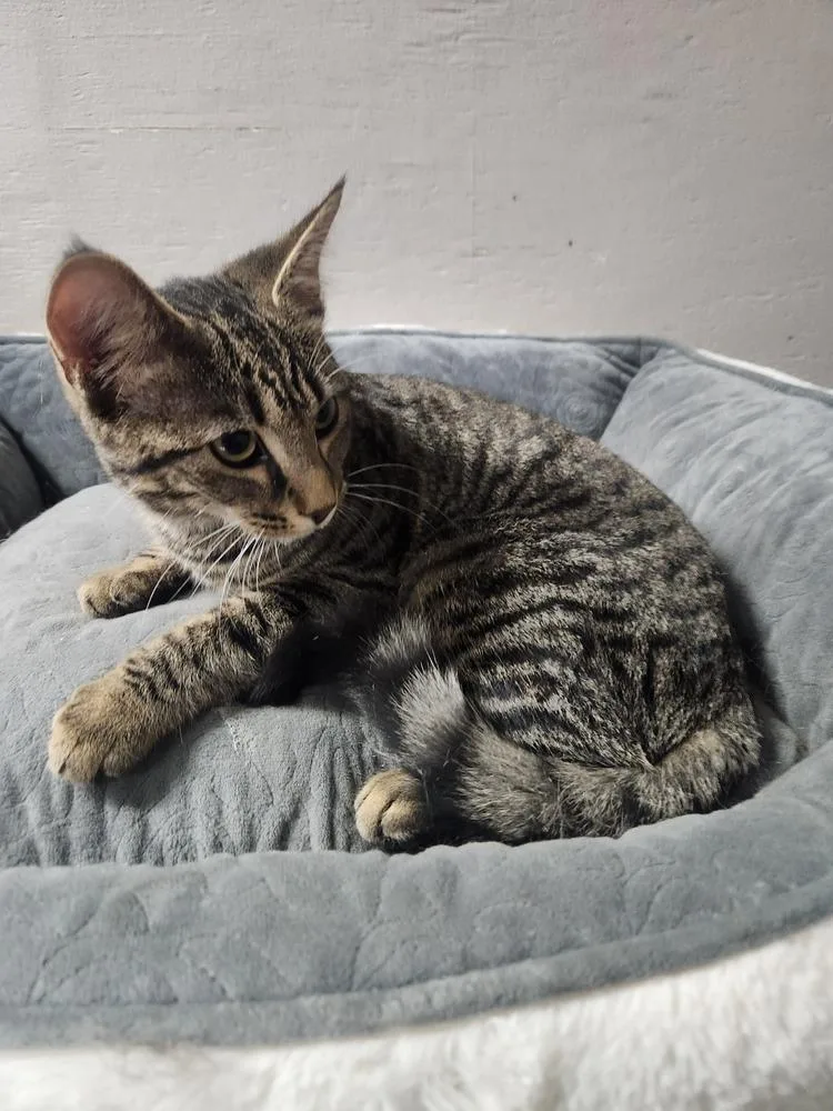 A young medium-sized female Domestic Short Hair cat named Ramona for adoption in Lexington, TN