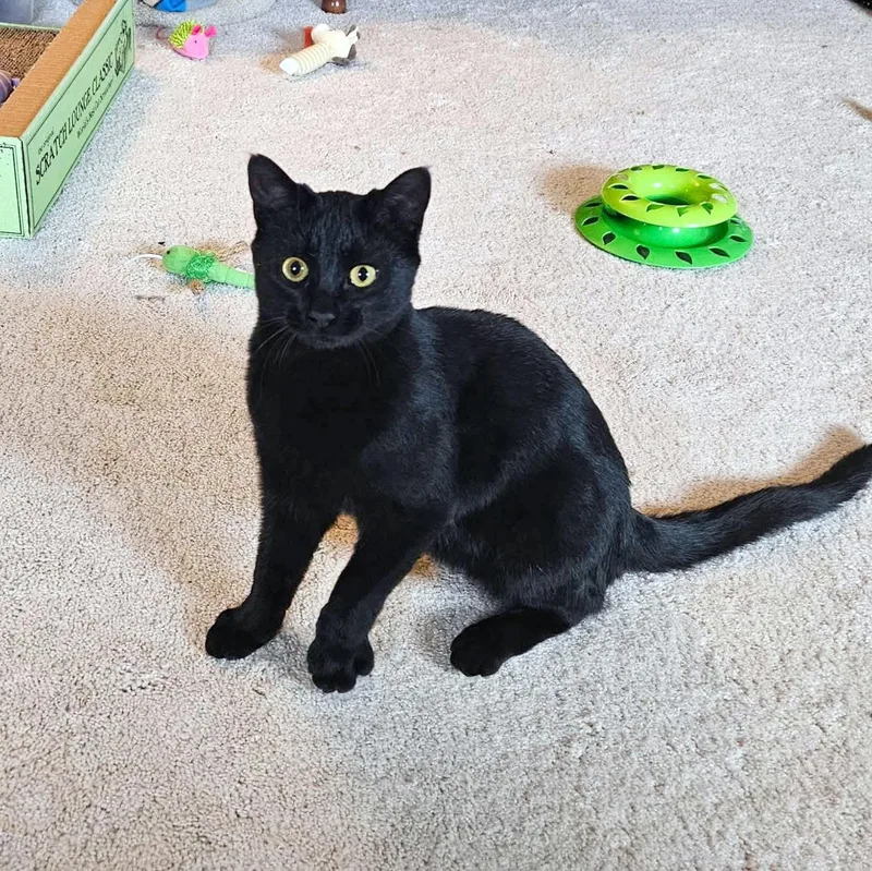 Biscuits thumbnail 2