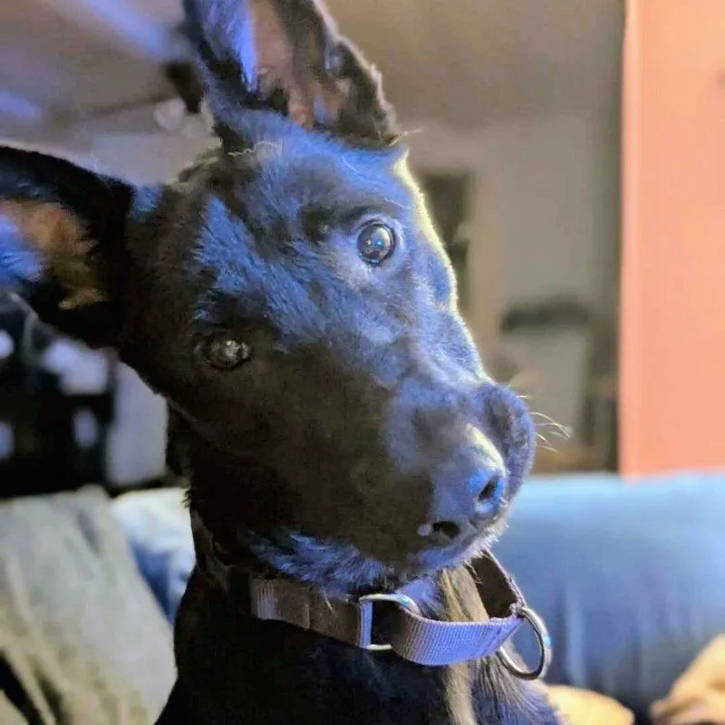 A young large-sized female German Shepherd Dog dog named Napa for adoption in Oakland, CA