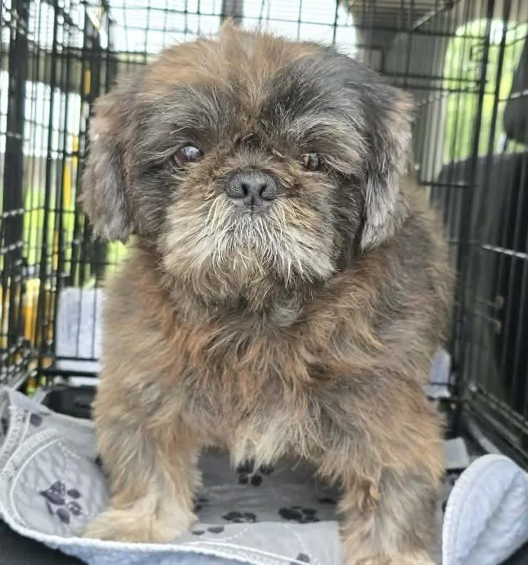 An adult small-sized male Brindle Shih Tzu dog named Gizmo for adoption in Southlake, TX