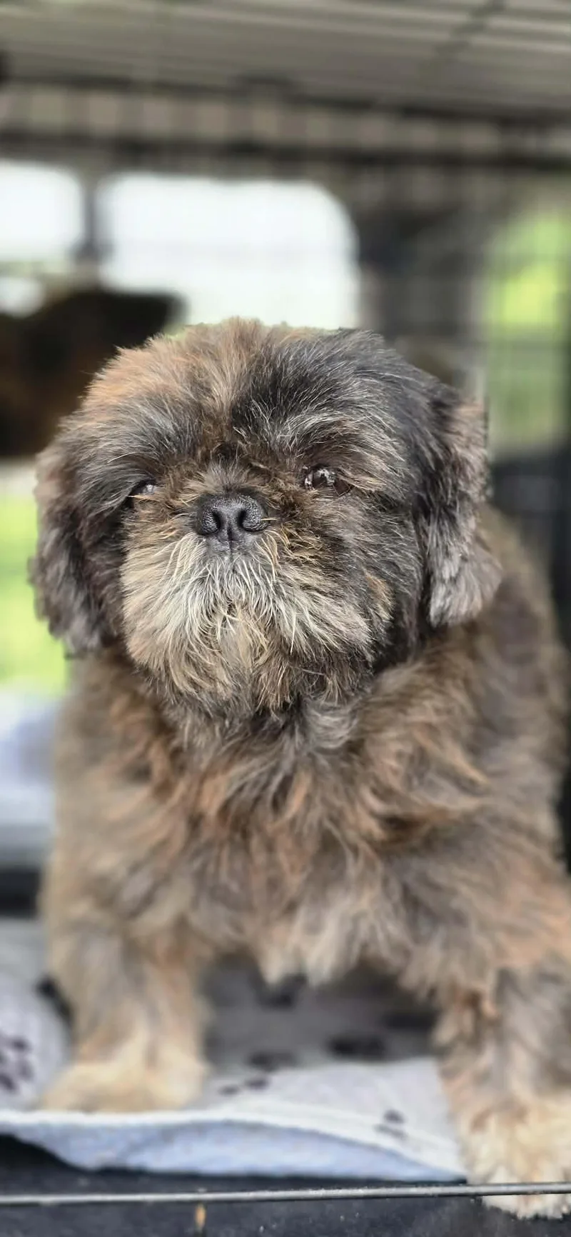 Gizmo thumbnail 2
