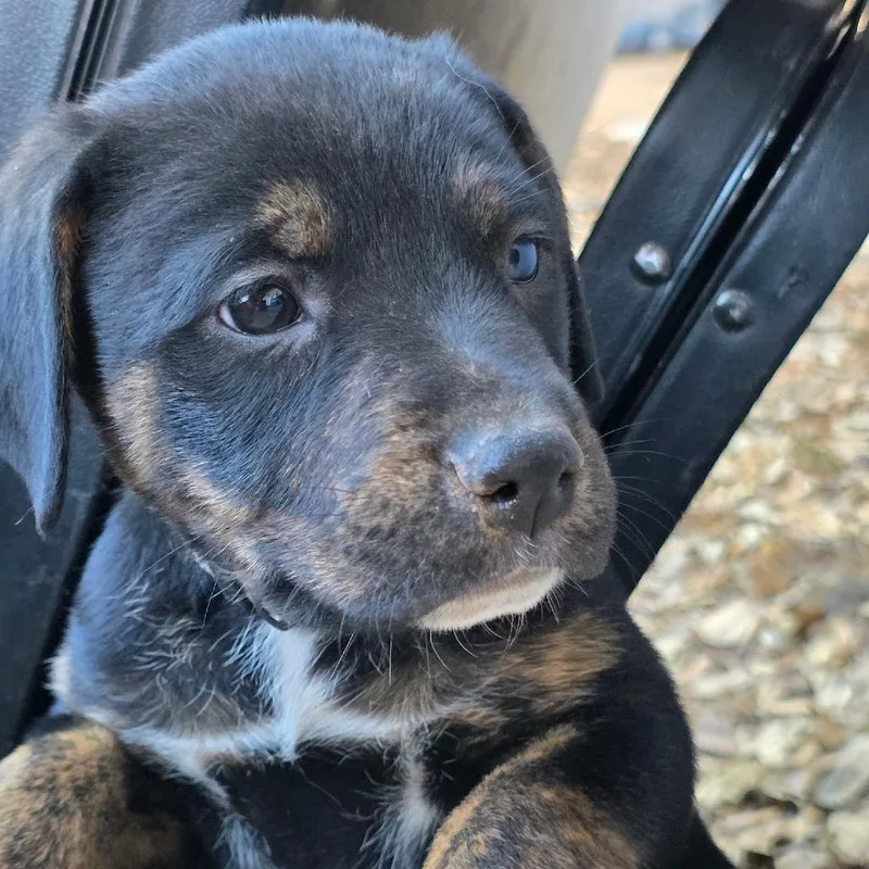 Rex