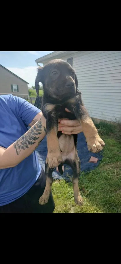 A baby small-sized female Labrador Retriever dog named Marley for adoption in Cincinnati, OH