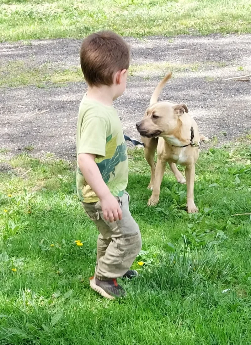 An adult medium-sized female Pit Bull Terrier dog named Jewel for adoption in Locust Grove, VA
