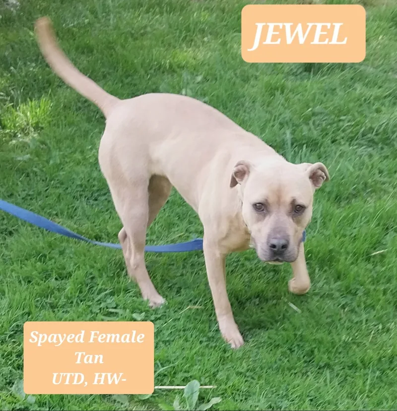 Jewel thumbnail 4