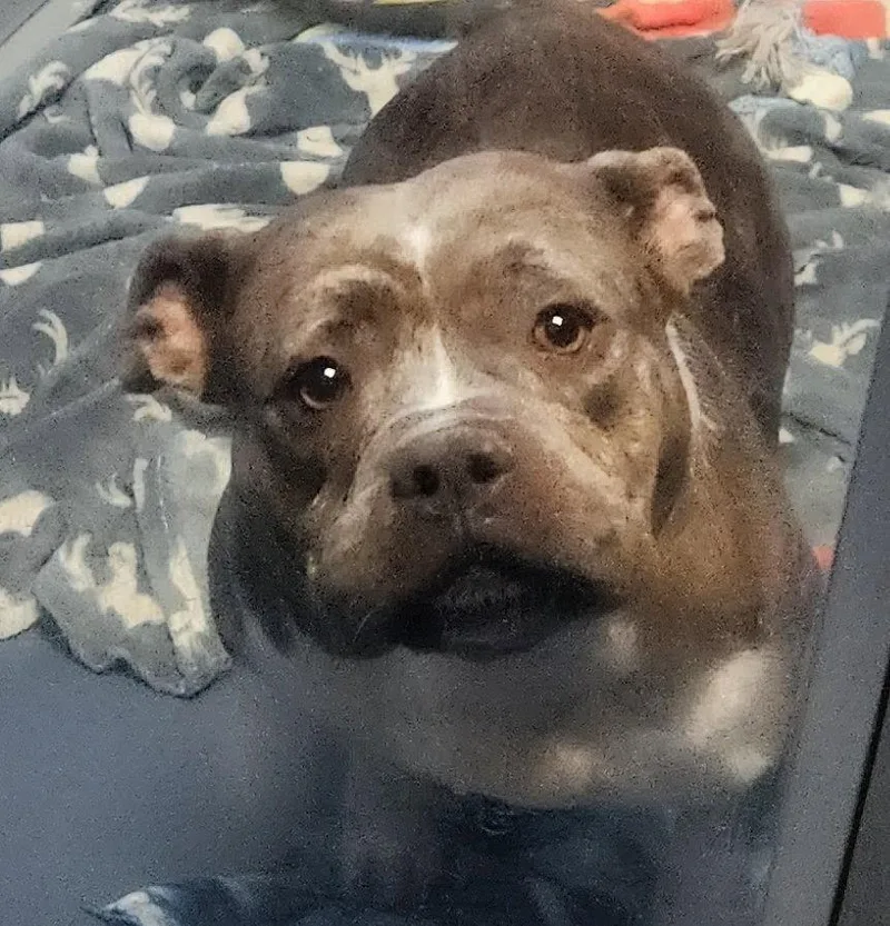 An adult medium-sized female Pit Bull Terrier dog named Blue for adoption in Oakland Park, FL