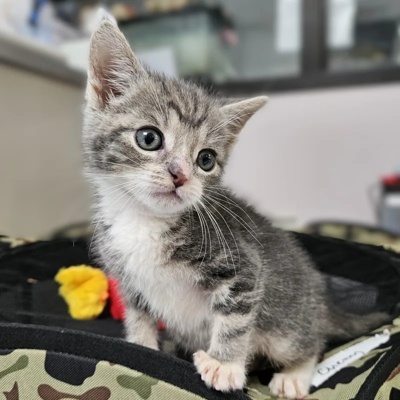 A baby small-sized male Gray & White Domestic Short Hair cat named Blueberry for adoption in Endicott, NY