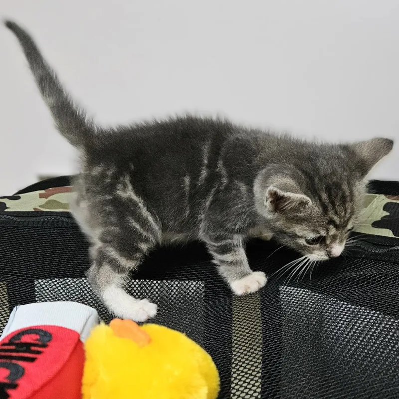 Blueberry thumbnail 4
