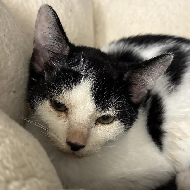 A baby small-sized male Brown / Chocolate Domestic Short Hair cat named Flynn for adoption in West Palm Beach, FL