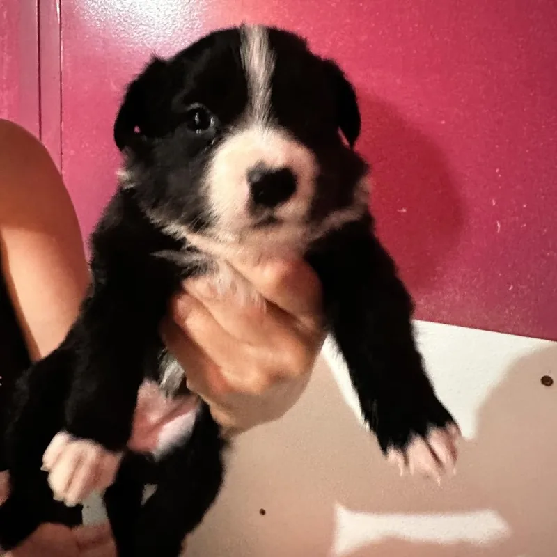 A baby medium-sized female Black Border Collie dog named Layla for adoption in Point Richmond, CA