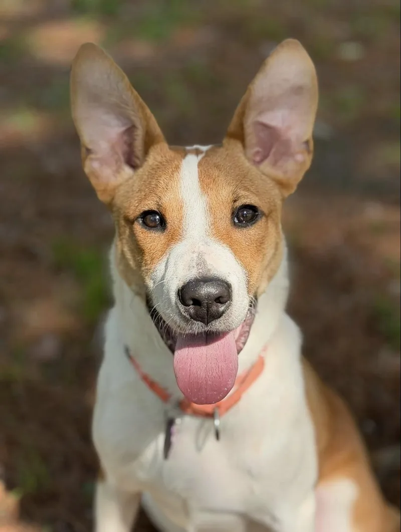 A baby medium-sized male Golden Terrier dog named Emmett for adoption in Wadsworth, OH