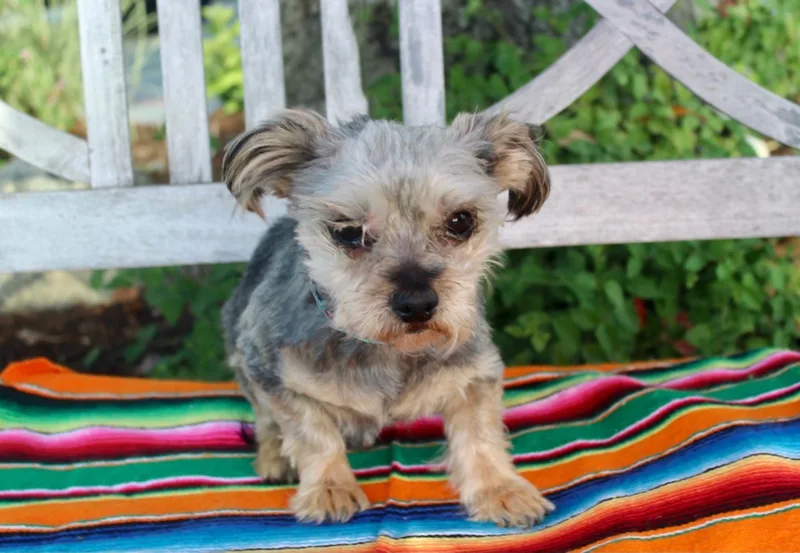 An adult small-sized male Gray / Blue / Silver Yorkshire Terrier dog named Elmer for adoption
