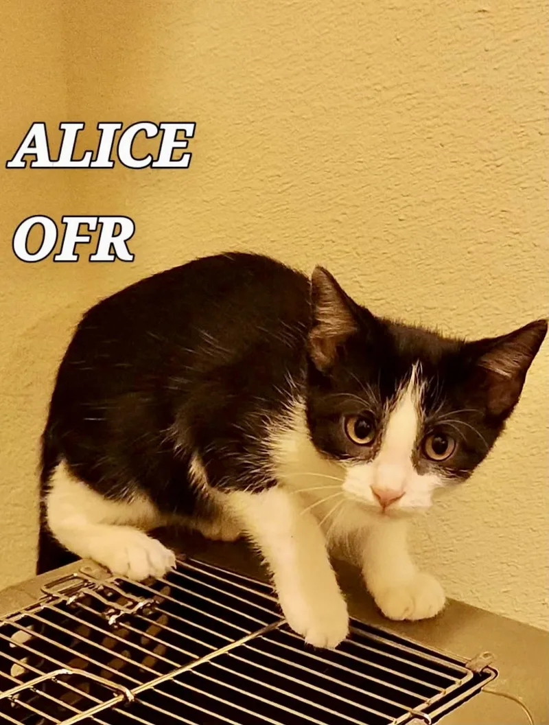 A baby medium-sized female Black & White / Tuxedo Domestic Short Hair cat named Alice for adoption in Owasso, OK