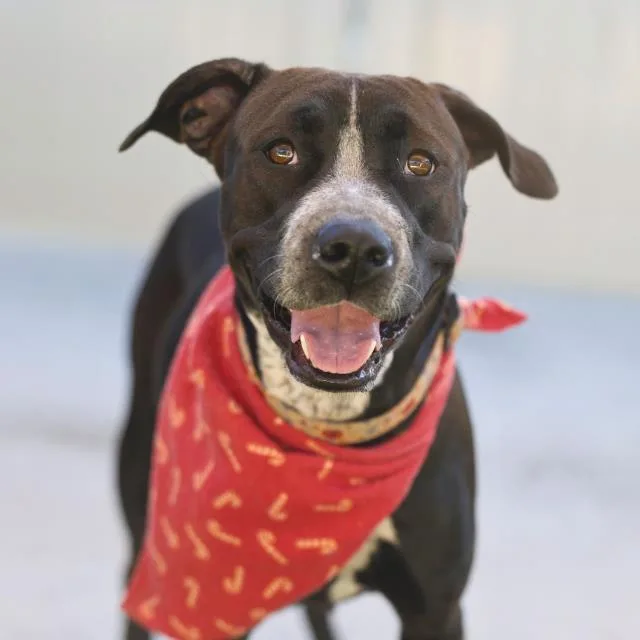 An adult medium-sized female American Staffordshire Terrier dog named Clara for adoption in San Antonio, TX
