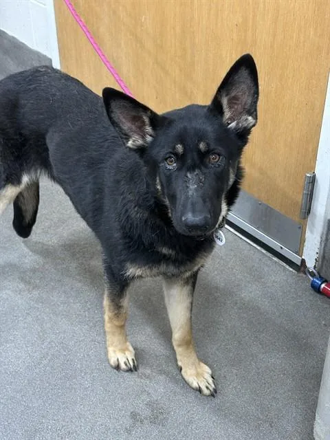 A young large-sized female German Shepherd Dog dog named Marge for adoption in Upper Marlboro, MD