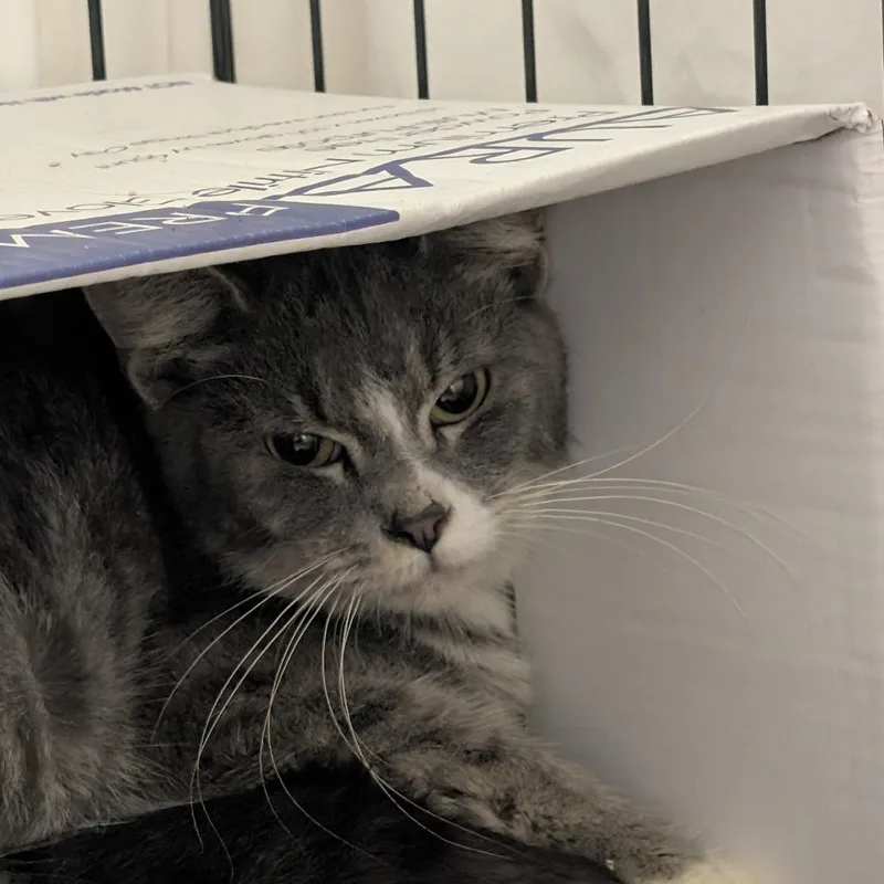 An adult medium-sized male Domestic Short Hair cat named Cedar for adoption in Tacoma, WA