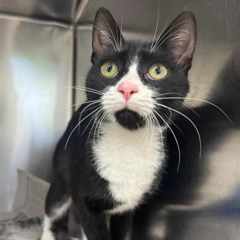 An adult medium-sized female Black Domestic Short Hair cat named Xyla for adoption in Auburn, AL