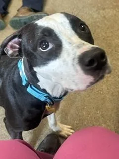A baby medium-sized male Black Pit Bull Terrier dog named Morty for adoption in Cleveland, OH