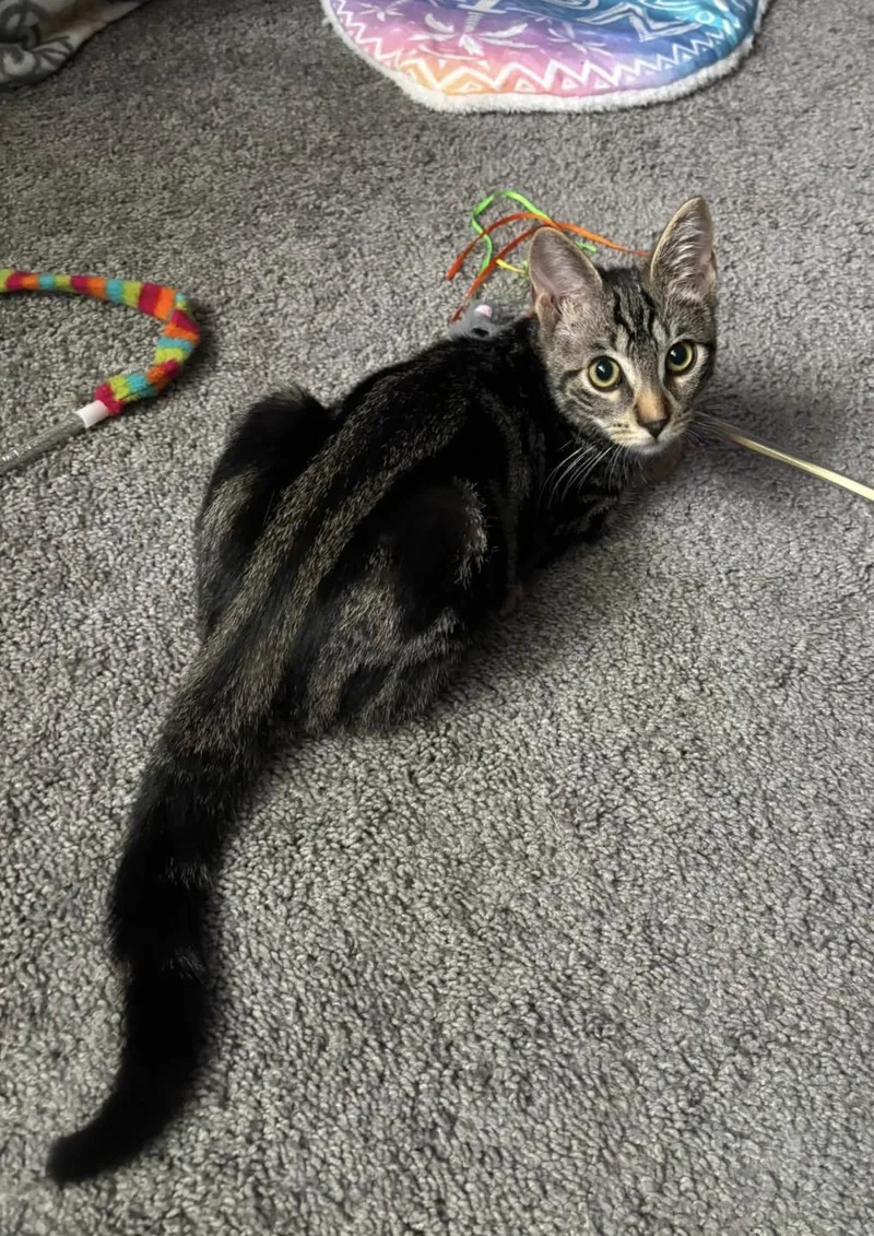 A baby medium-sized male Domestic Short Hair cat named Bowen for adoption in Rochester, NY