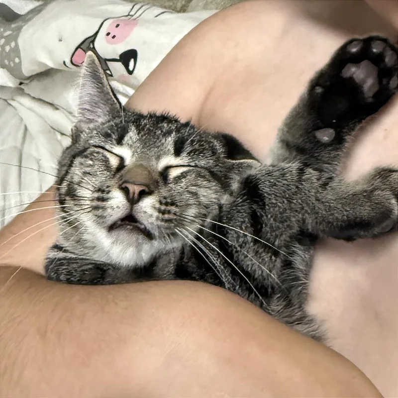 Tiger thumbnail 2
