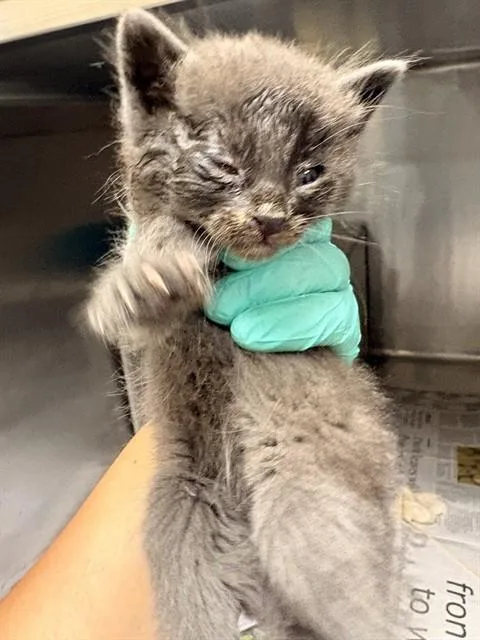 A baby small-sized male Domestic Short Hair cat named A for adoption in Riverside, CA