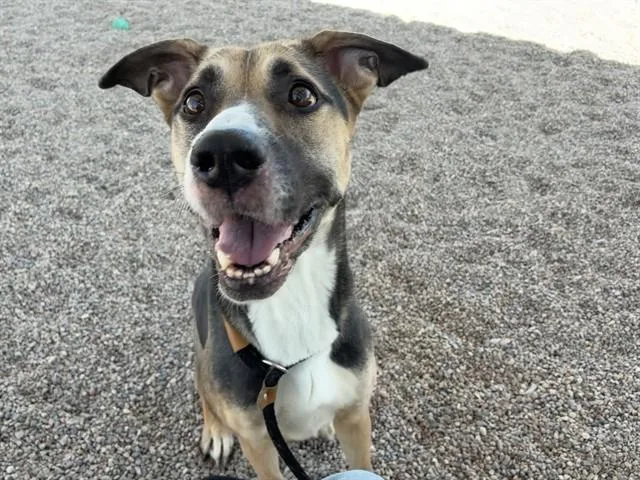A young large-sized female Australian Kelpie dog named Astrid for adoption in Mesa, AZ