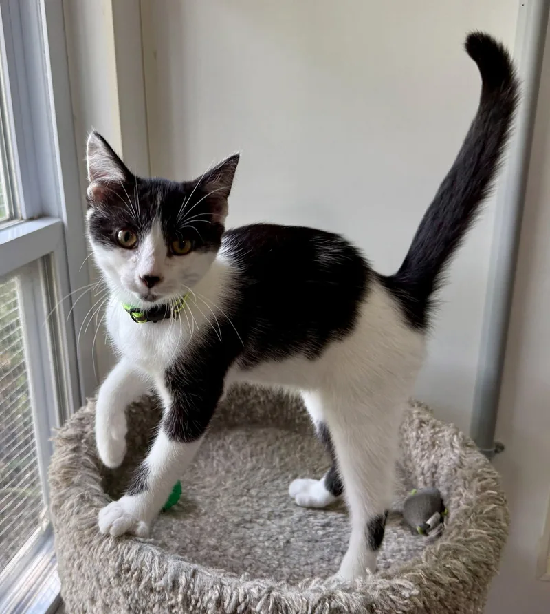 A baby small-sized male Black & White / Tuxedo Domestic Short Hair cat named Estel Floyd for adoption in Ashland, OH