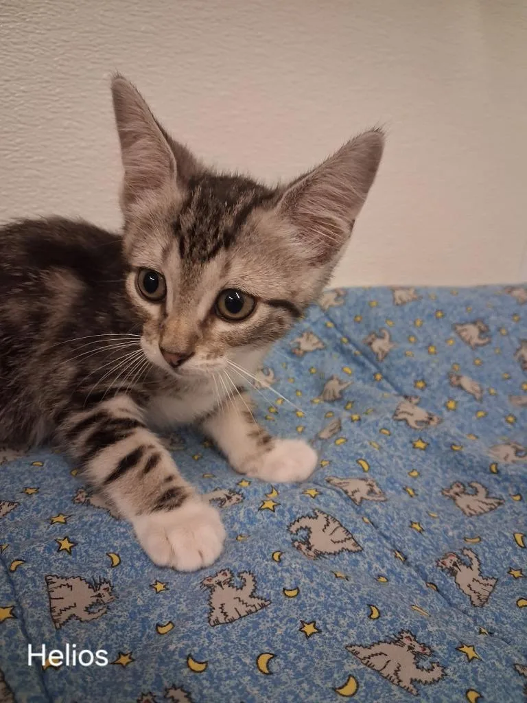 A baby small-sized male Domestic Short Hair cat named Helios for adoption in Hot Springs, SD