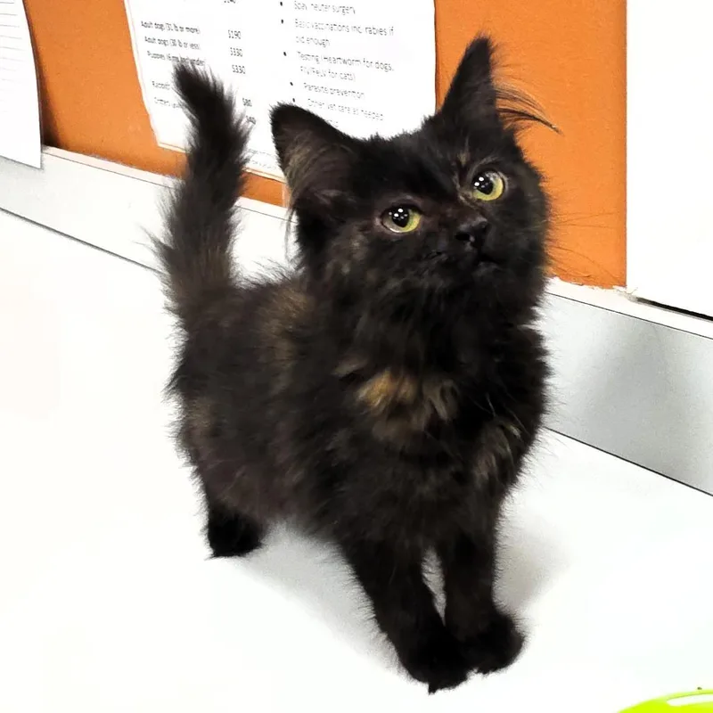 A baby small-sized female Domestic Short Hair cat named Zelda for adoption in Michigan City, IN