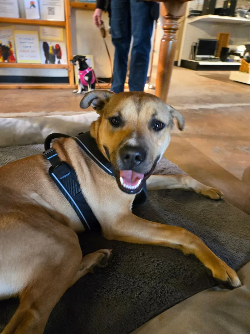 Crockett thumbnail 4