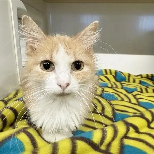 A young small-sized female Orange / Red American Shorthair cat named Countess Scratchula for adoption in Saint Louis, MO