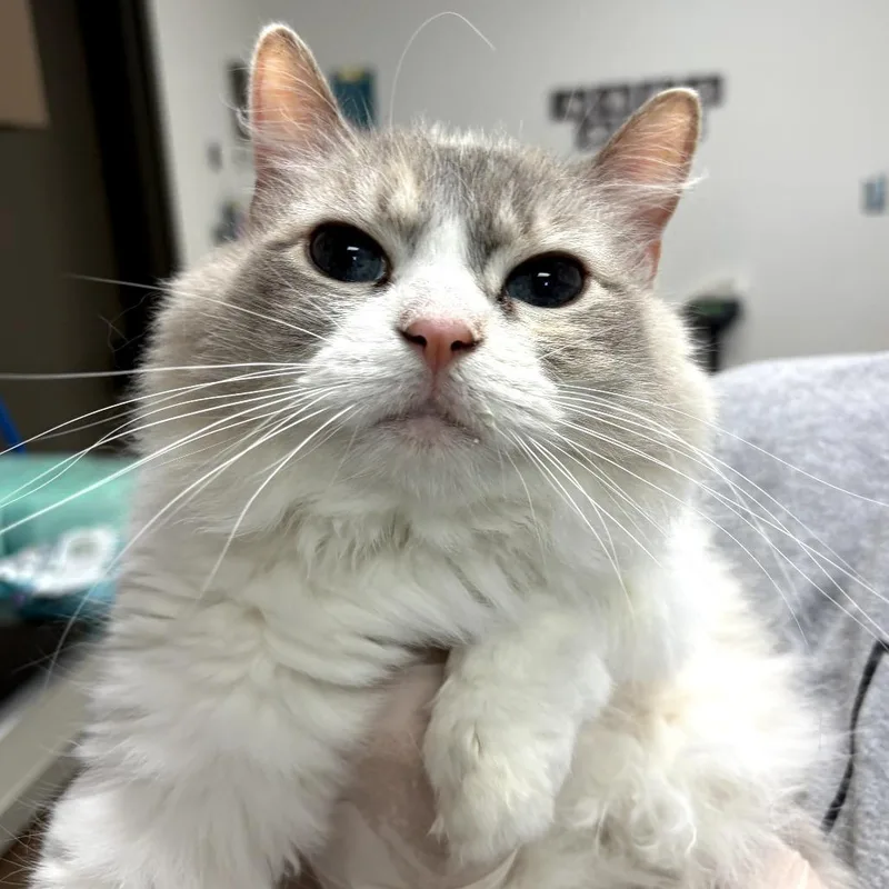 A senior medium-sized female Cream / Ivory Domestic Long Hair cat named Ella for adoption in Cleveland, MS