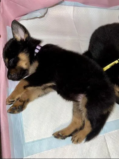 A baby medium-sized female Black German Shepherd Dog dog named Violet for adoption in Liverpool, TX