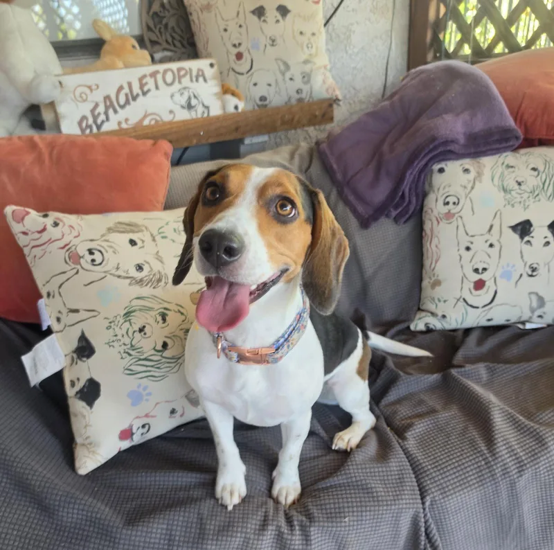 A young medium-sized female Beagle dog named Delilah for adoption in Las Vegas, NV