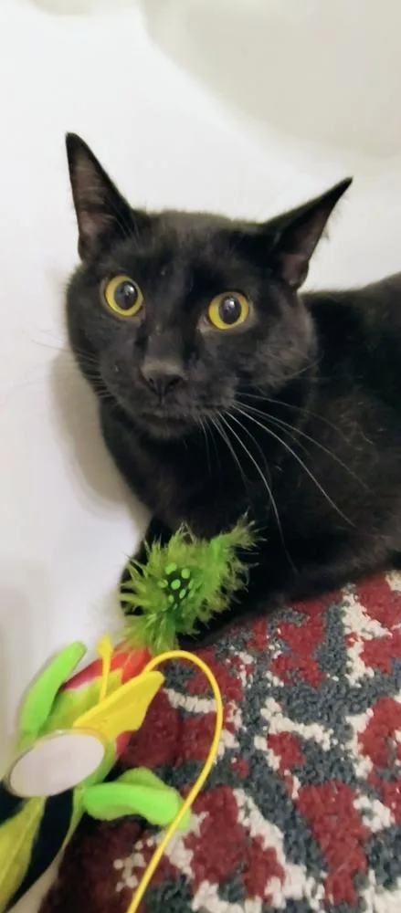 A young small-sized male Black Domestic Short Hair cat named Akin for adoption in Wheaton, IL