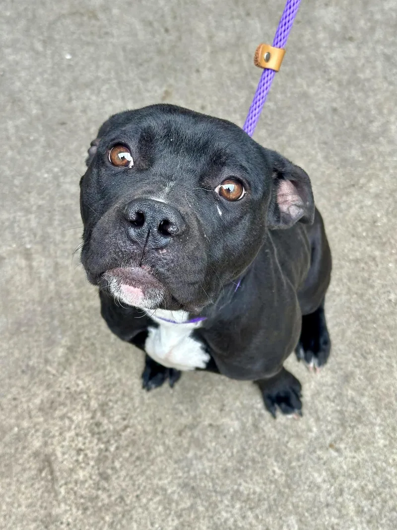 Shilling thumbnail 2