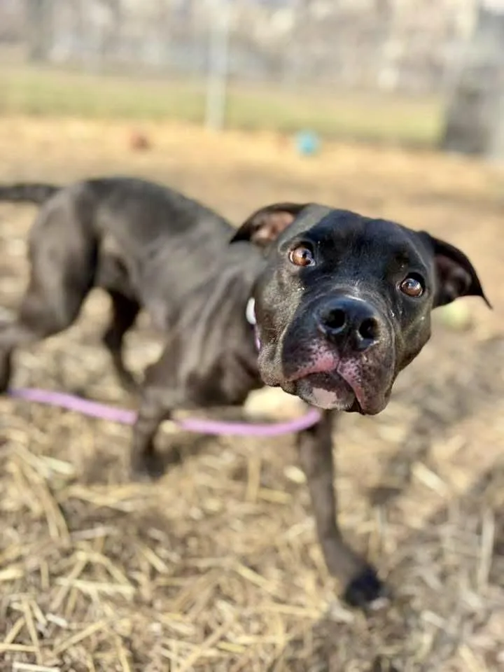 Shilling thumbnail 3