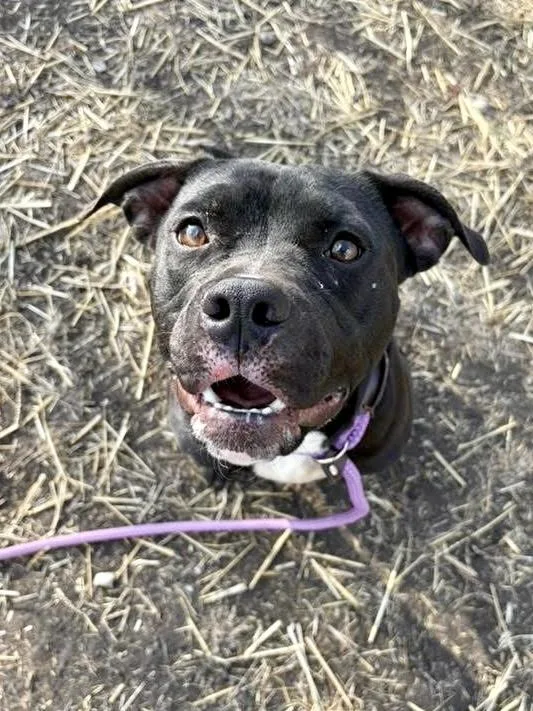 Shilling thumbnail 4