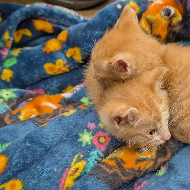 A baby medium-sized male Tabby (Orange / Red) Domestic Short Hair cat named Bumi and Rusty for adoption in Denver, NC