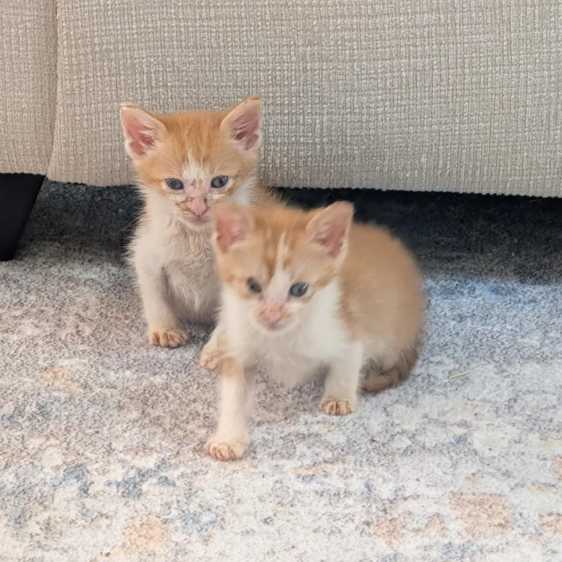 Bumi and Rusty thumbnail 2