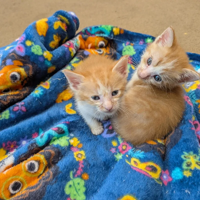 Bumi and Rusty thumbnail 4