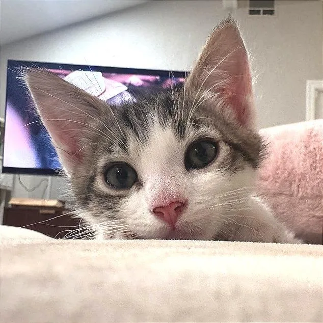 A baby small-sized male Brown / Chocolate Domestic Short Hair cat named A Pickles for adoption in Pleasant Hill, CA